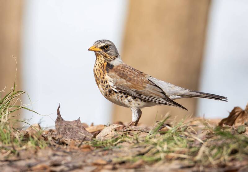 дрозд, рябинник, птицы, птица, весна, животные, дикая природа, царицыно, парк царицыно, птицы москвы, природа москвы, орнитология, wild, turdus pilaris, bird, birds, wildlife, animals, nature, forest, birdwatching, birdphotography, naturephotography, апре Дрозд-рябинник. фото превью