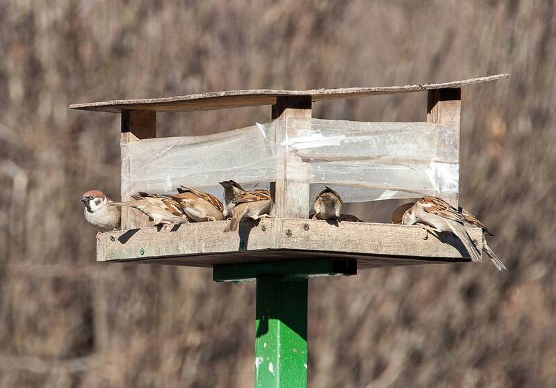 Один на стрёме, остальные едят фото превью