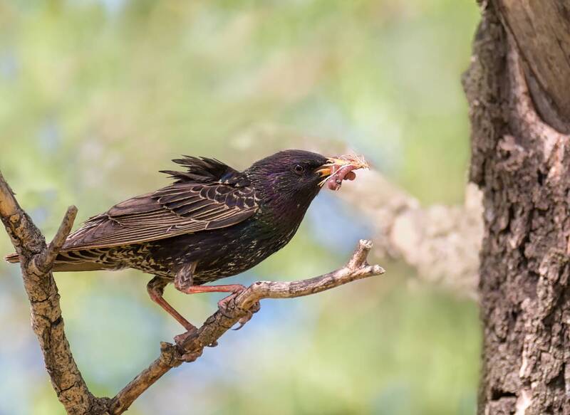 птица, скворец Вестники весны (3 фото) фото превью