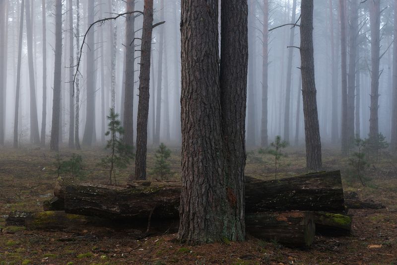 В лесу апрель фото превью