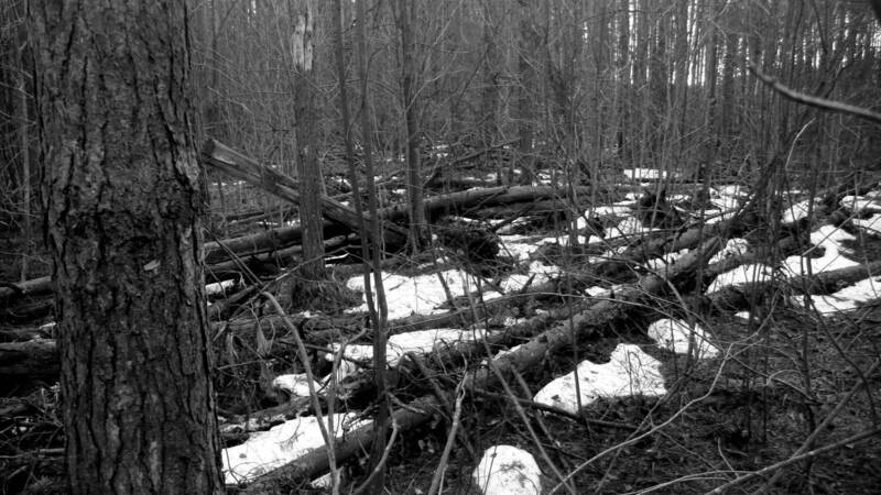 forest, дачи  фото превью