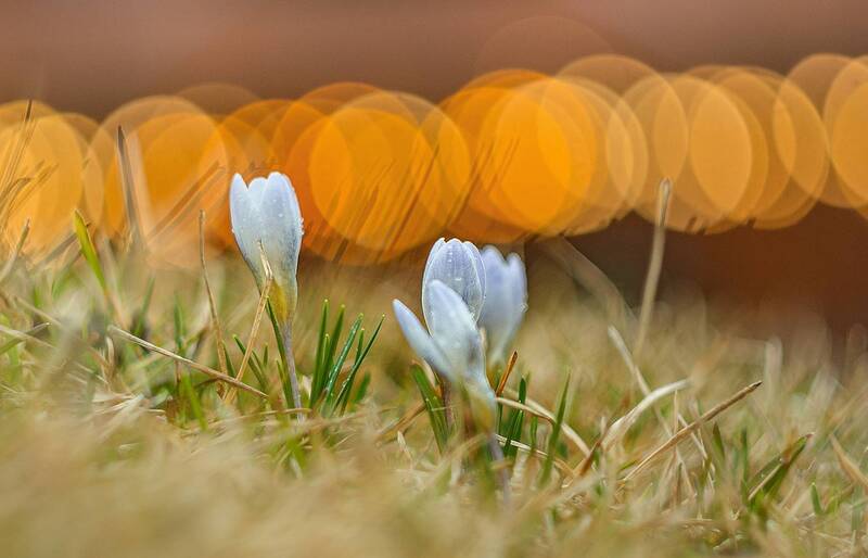 Весенний мотив. фото превью