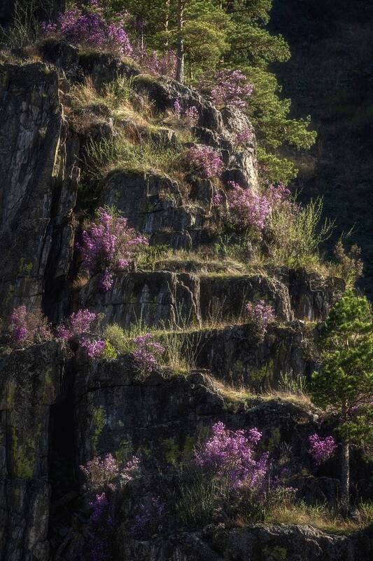 Висячие сады Горного Алтая фото превью