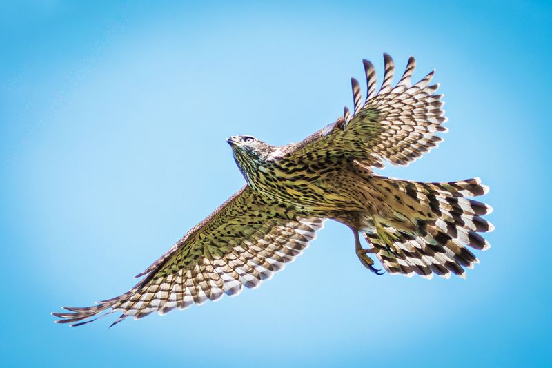 тетеревятник  фото превью