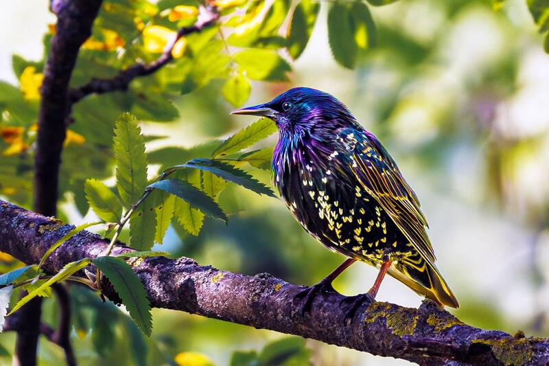 скворец  фото превью