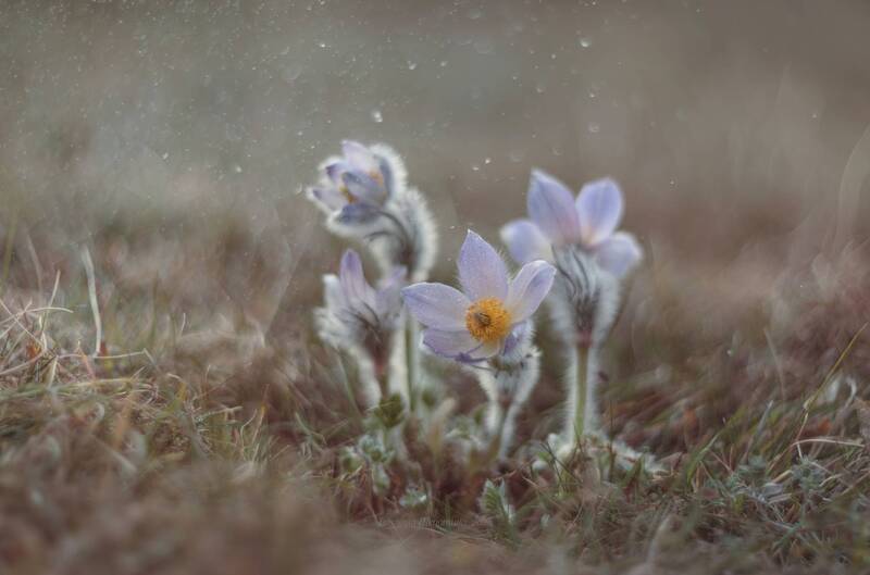 сон трава, прострел крымский, крым, весна в крыму, севастополь, макро, гелиос40, гелиос 40, гелиос Сон-трава фото превью