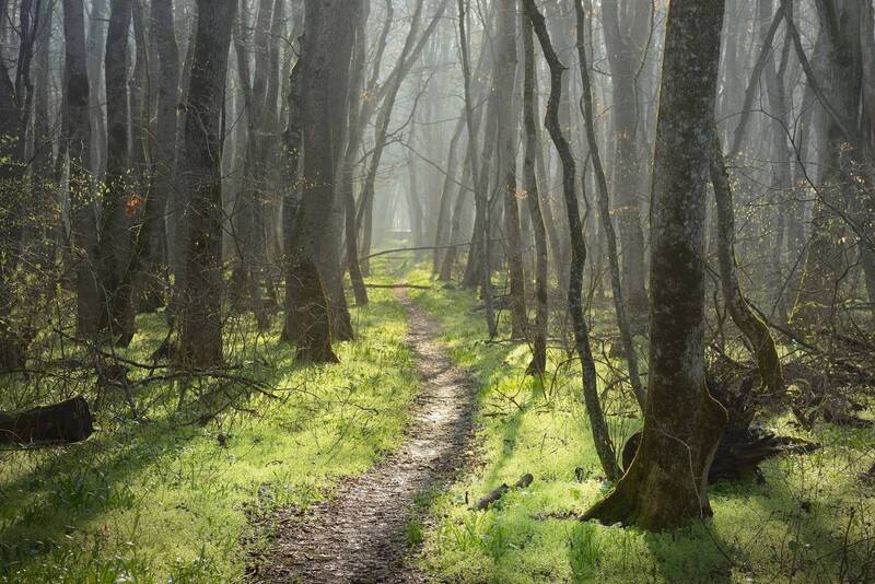 весна, утро, лес, туман, солнце Весеннее утро в лесу фото превью