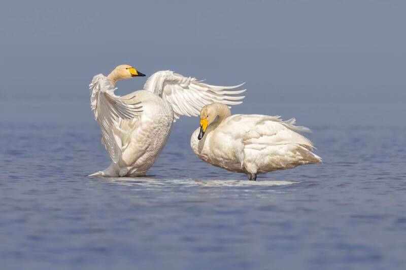 кликун, лебедь, лебедь-кликун, птицы, лебедь кликун Признание в любви фото превью