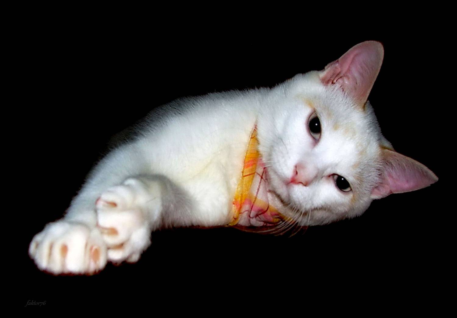 кот, животные, фаил,  Сергей Валерьевич