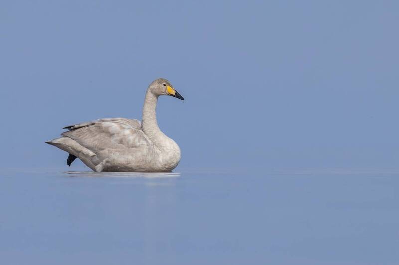 лебедь, лебеденок, лебедь-кликун, лебедь кликун. птицы, кликун Юный кликун фото превью