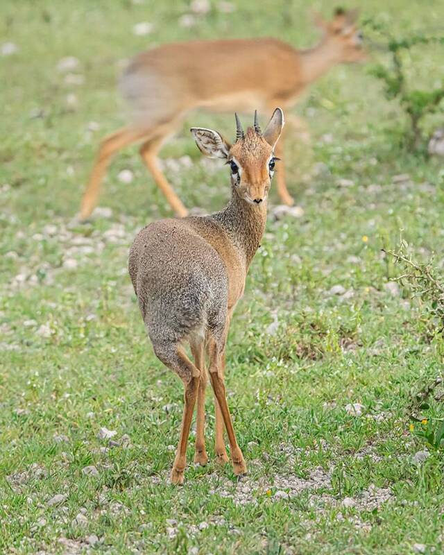 Дикдик фото превью