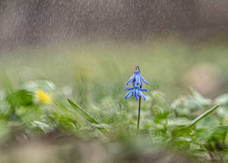 первоцветы, пролески  фото превью