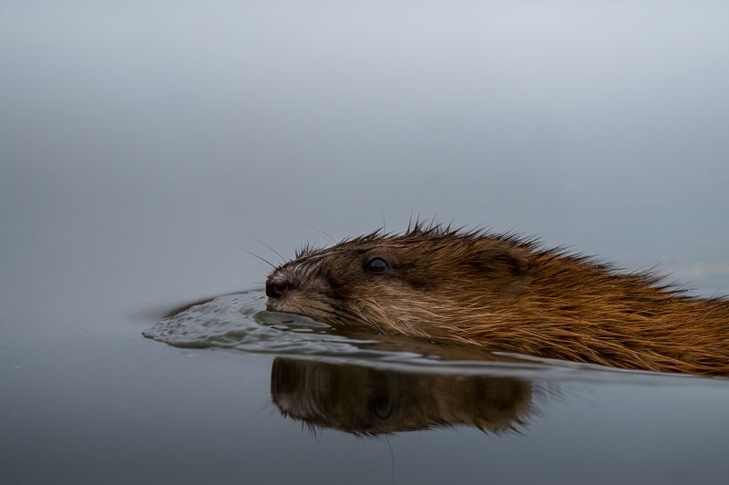 ондатра, грызун ондатра фото превью
