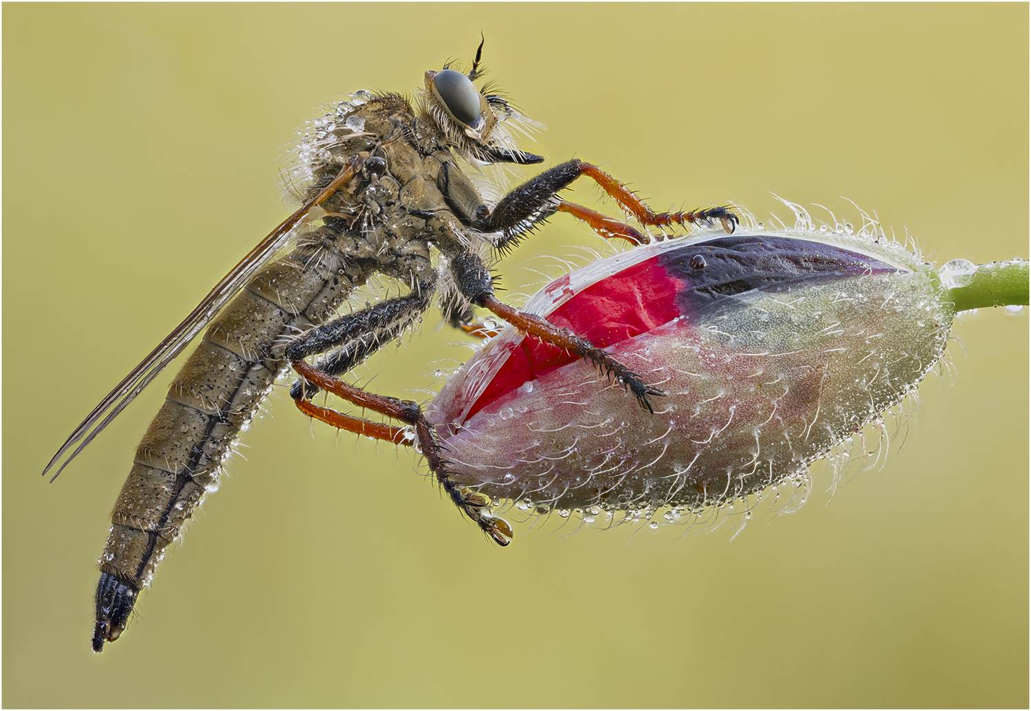 ктырь, robber fly, Alexsandr Grigoriev