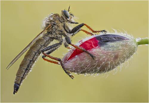 Ктырь.Robber fly.