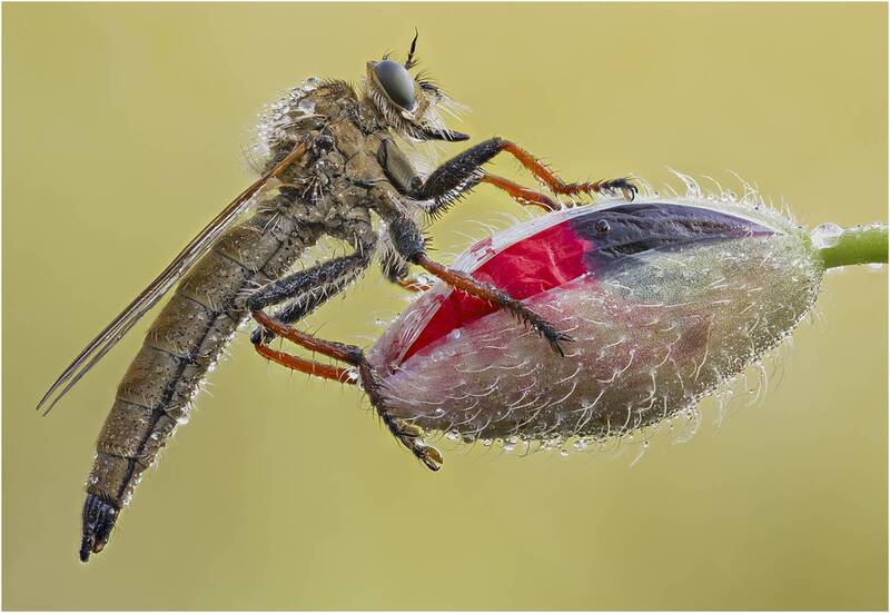 ктырь, robber fly Ктырь.Robber fly. фото превью