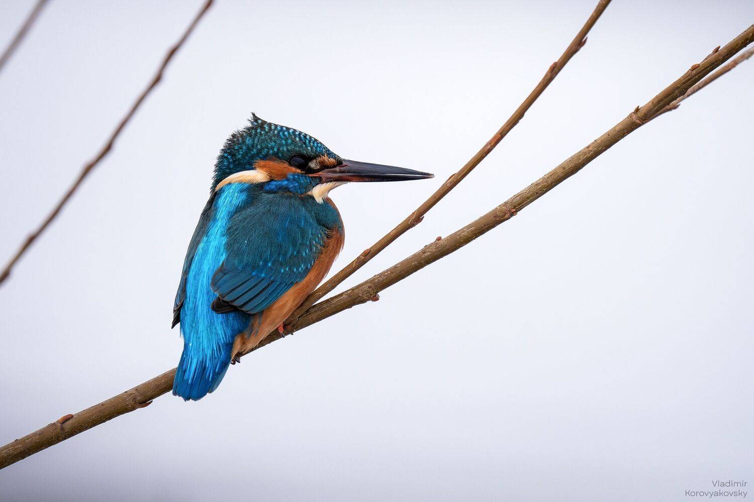 зимородок, Vladimir Korovyakovsky