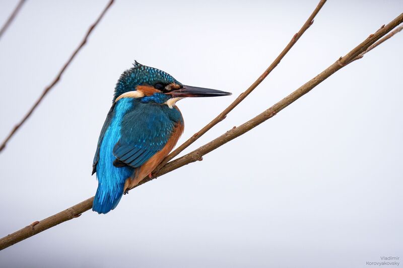 зимородок Зимородок фото превью