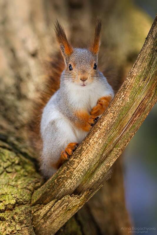 *** фото превью