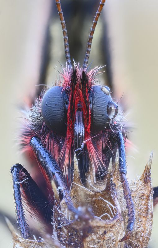 macrophotography, bugs, butterfly Meeting фото превью