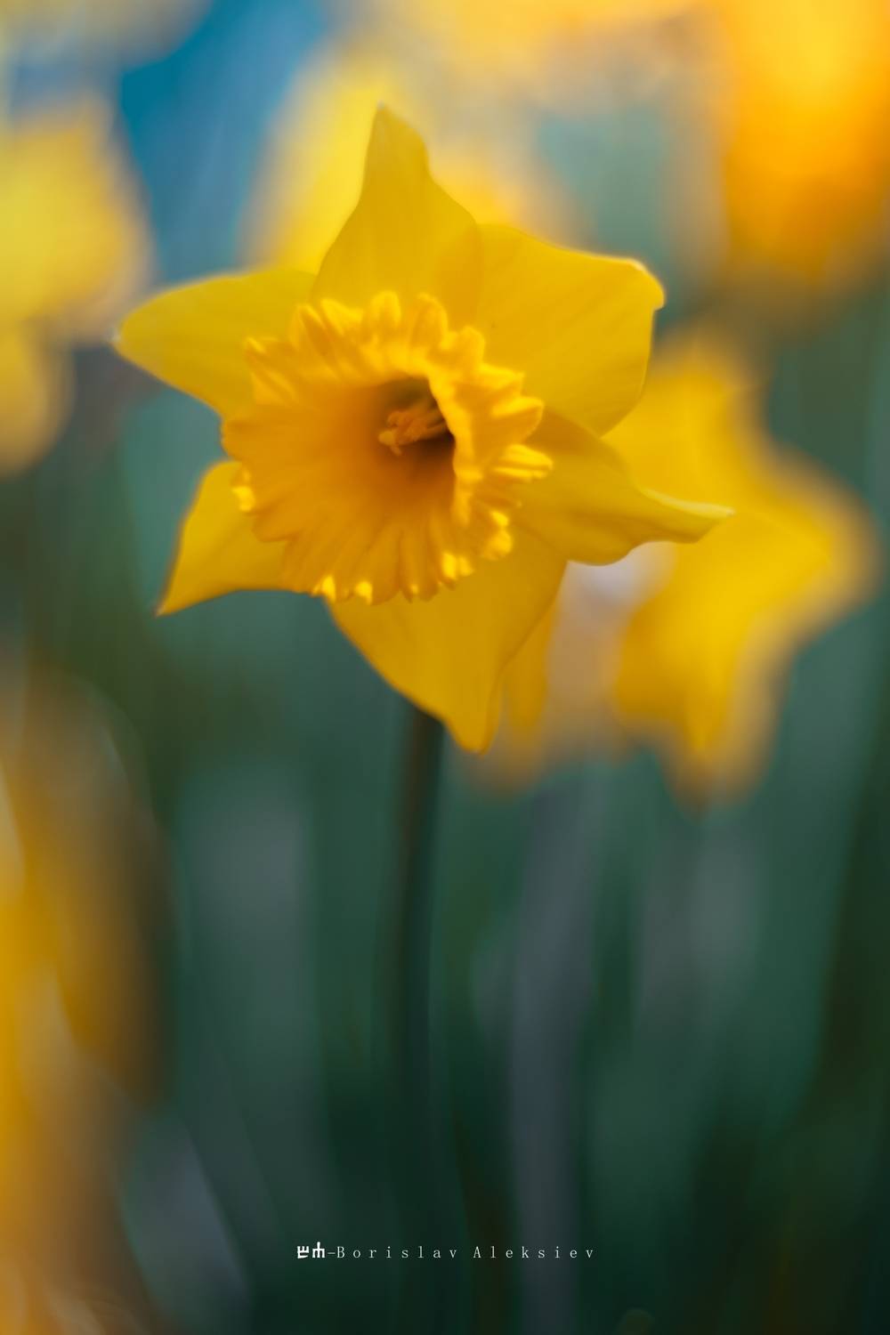 yellow, nature, flowers, bokeh, exterior, Алексиев Борислав