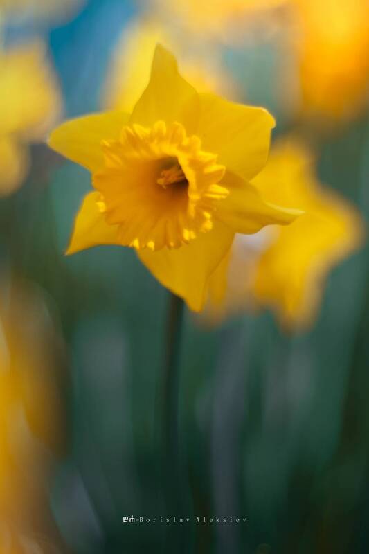 yellow, nature, flowers, bokeh, exterior Yellow фото превью