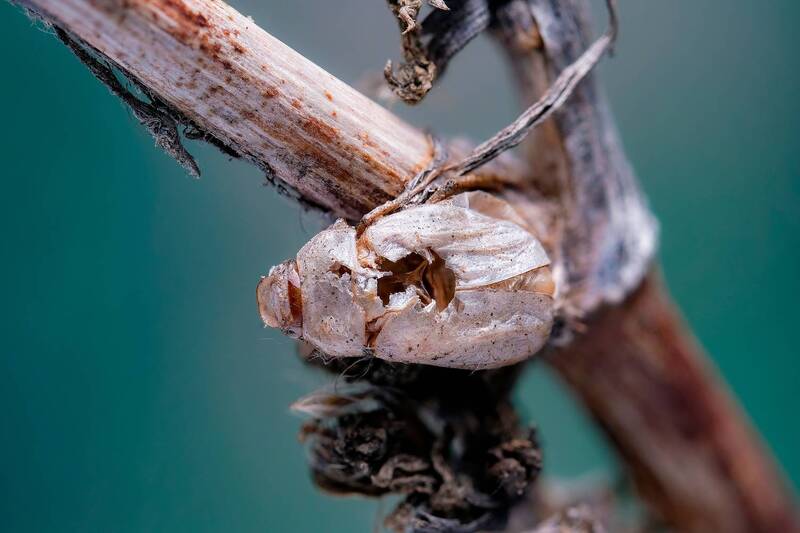 Чужой фото превью