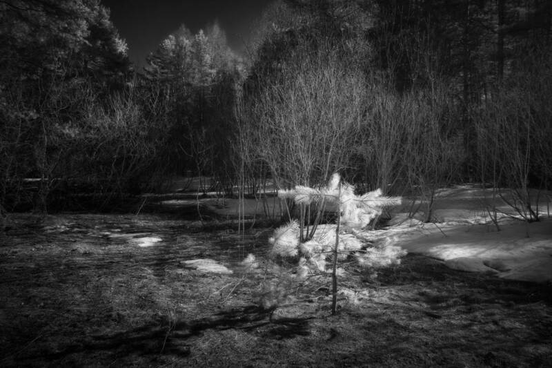 лес Лес в инфракрасном спектре фото превью