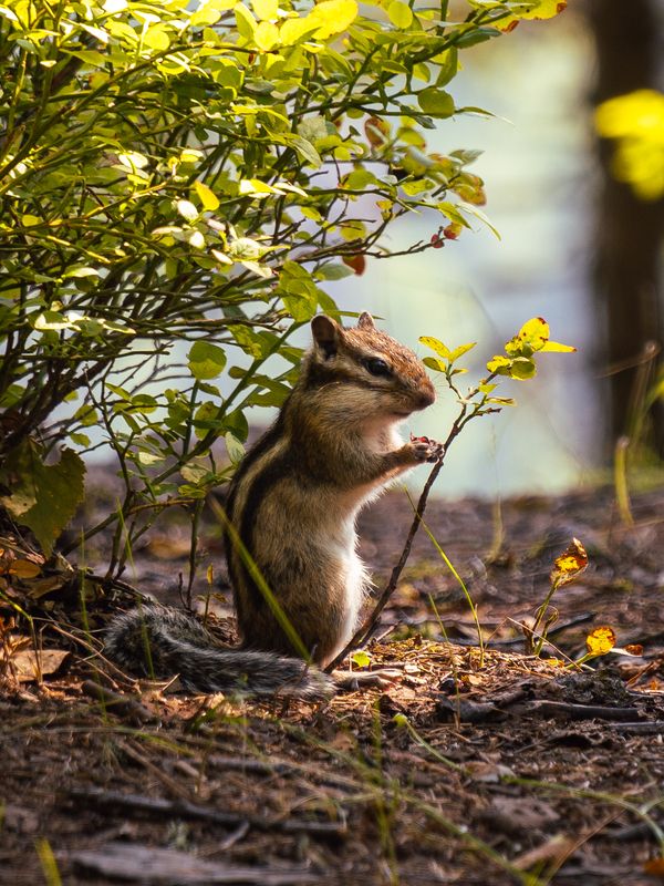 бурундук, ягоды, лес, урал В цепких лапках фото превью