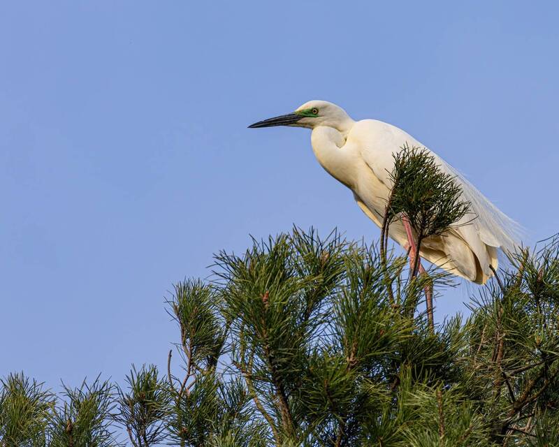 цапля, птицы, цапельник Цапля фото превью