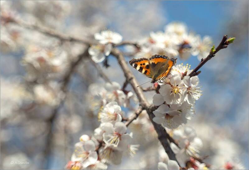 Весеннее настроение фото превью