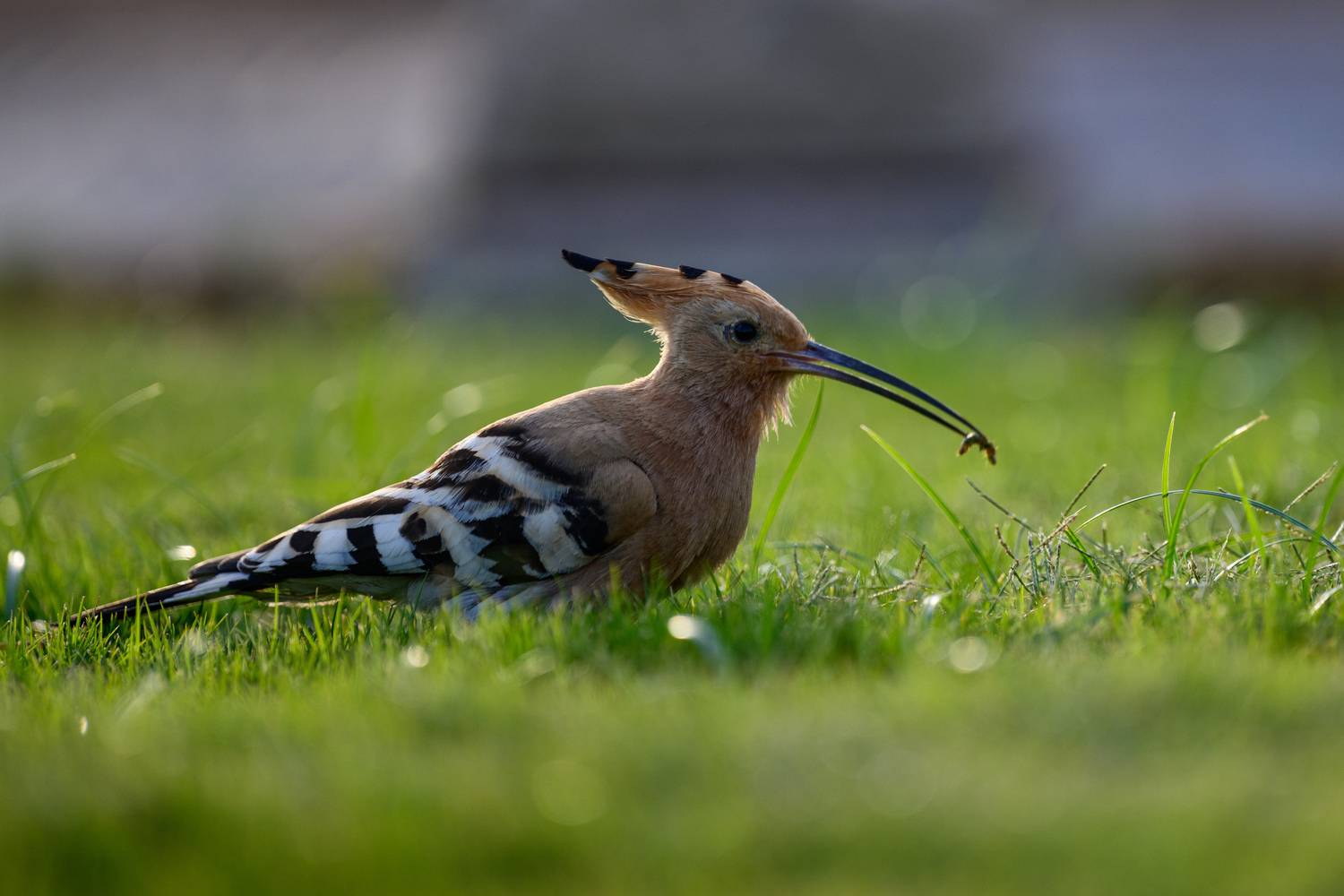 удод, птица, Сторожев Олег