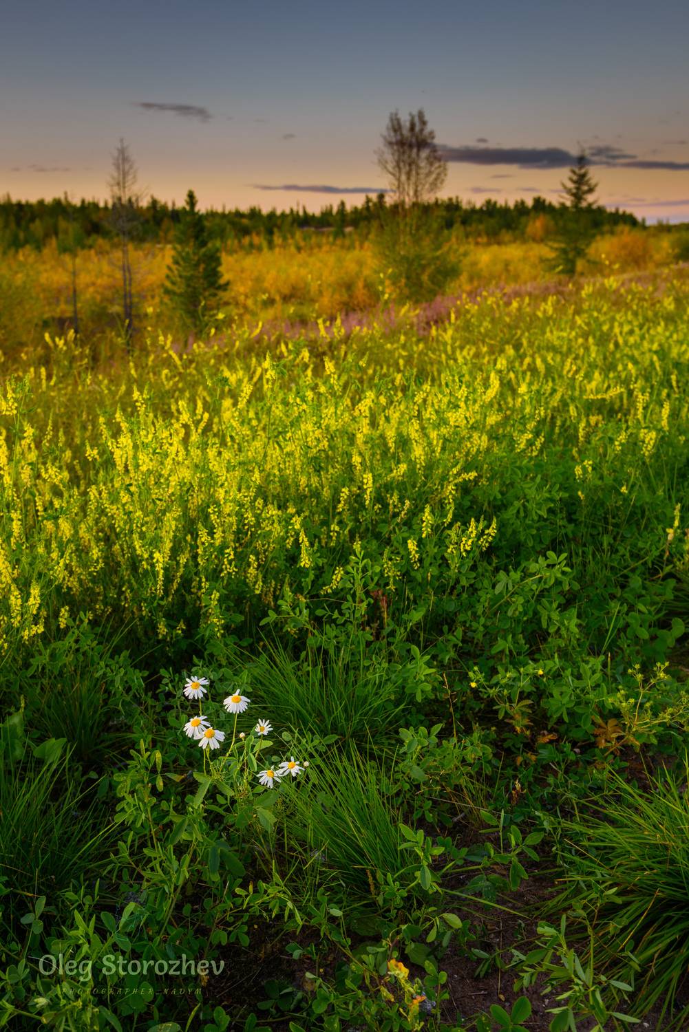 тундра, болото, цветы, ромашка, закат, пейзаж, янао, ямал, надым, Сторожев Олег