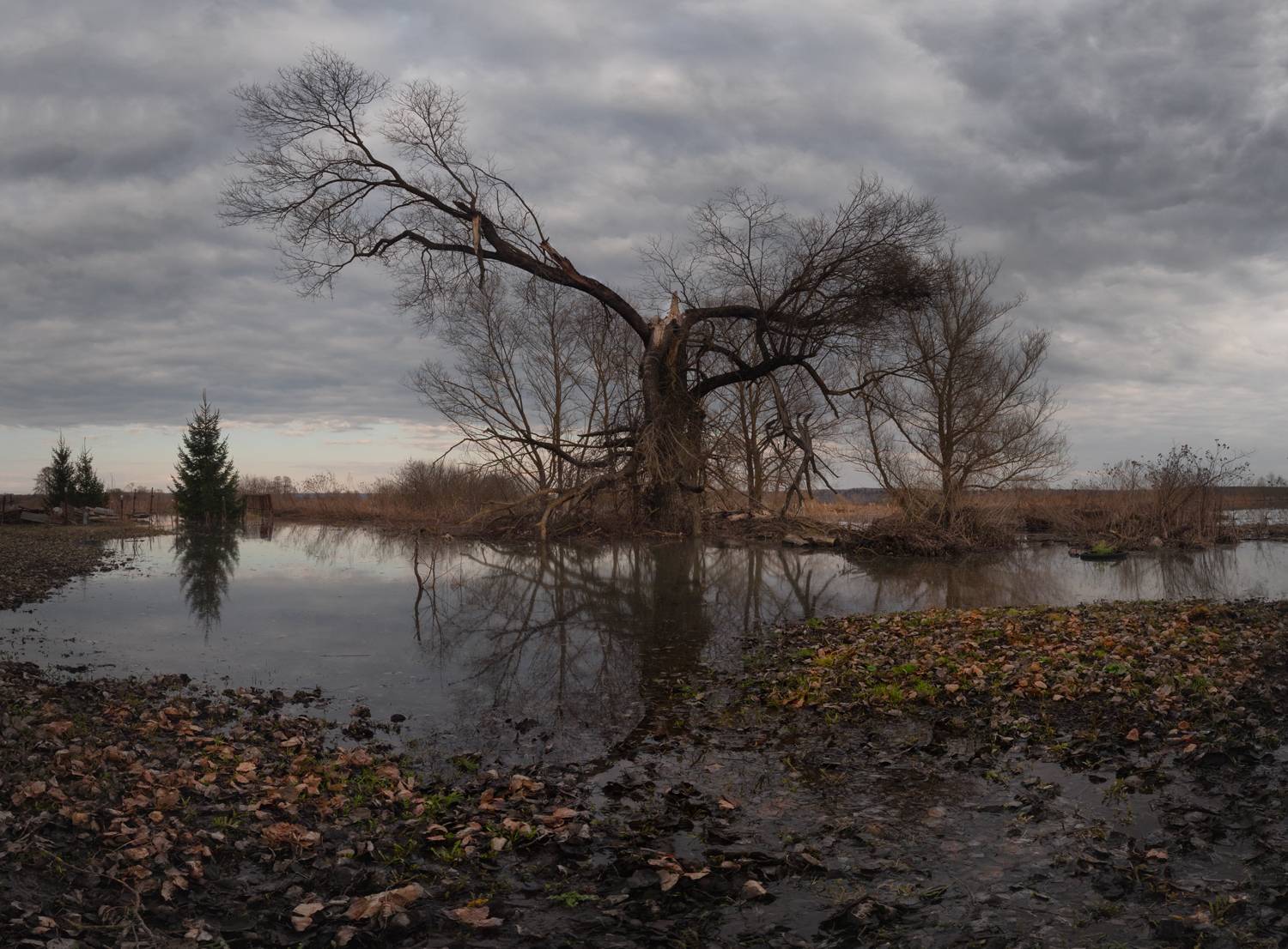 весна, природа, закат,  Ольга