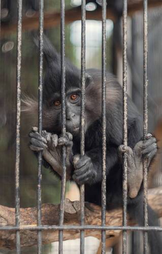 Черный (хохлатый) мангобей.