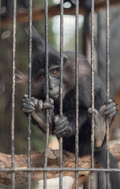 зоопарк, животные, макаки, мартышка, черный_мангобей, портрет, mc_helios_77m_4, ялта, ялта_интурист, крым, россия Черный (хохлатый) мангобей. фото превью