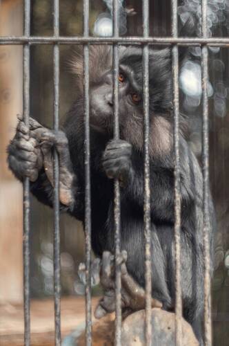 Черный (хохлатый) мангобей.