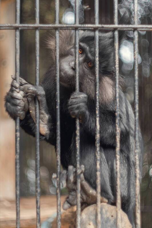 зоопарк, весна, макака, мартышка, мангобей, животные, портрет, ялта_интурист, mc_helios_77m_4, ялта, крым, россия Черный (хохлатый) мангобей. фото превью