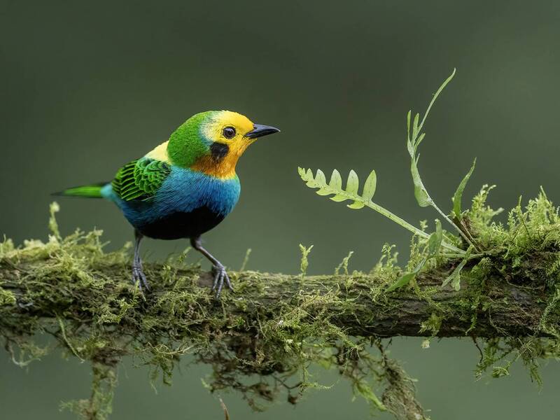 Multicolored Tanager фото превью