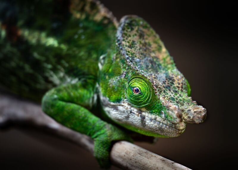 Хамелеон, Мадагаскар Глаз, который видит всё фото превью