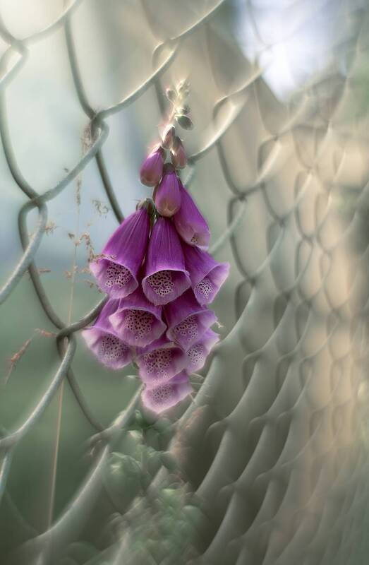 ... фото превью