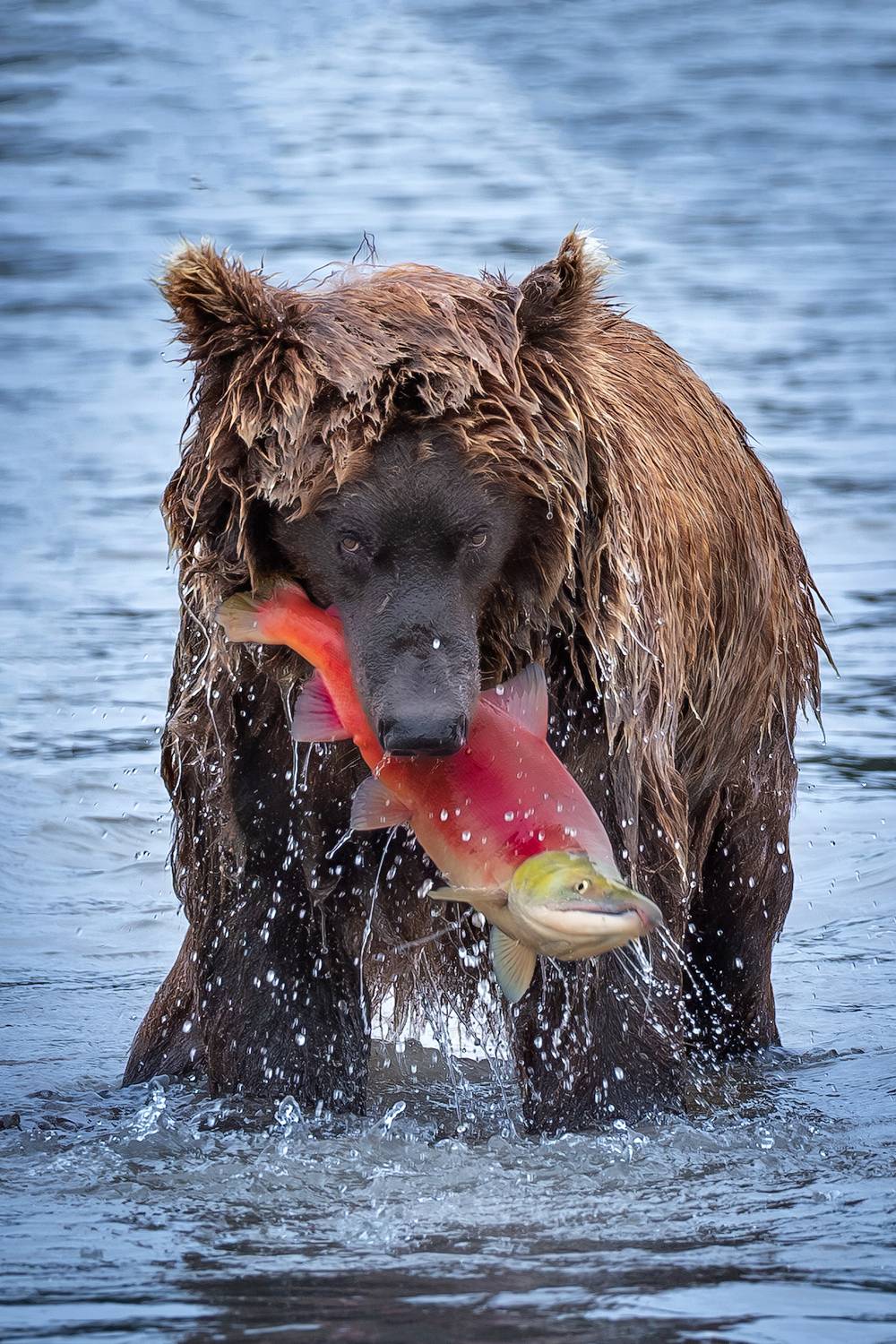камчатка, медведь, Будьков Денис