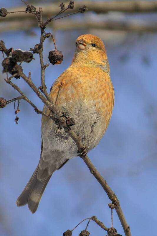 дикая природа, птицы, пейзаж Дикая природа фото превью