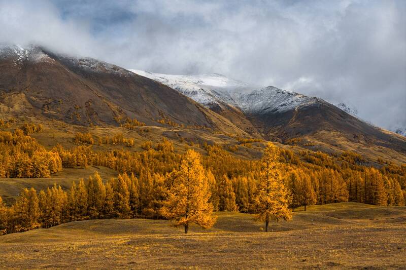 россия, горный алтай, лиственныцы, осень Золотое время фото превью