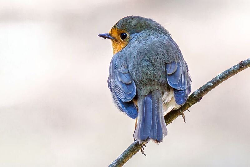 Зарянка  фото превью