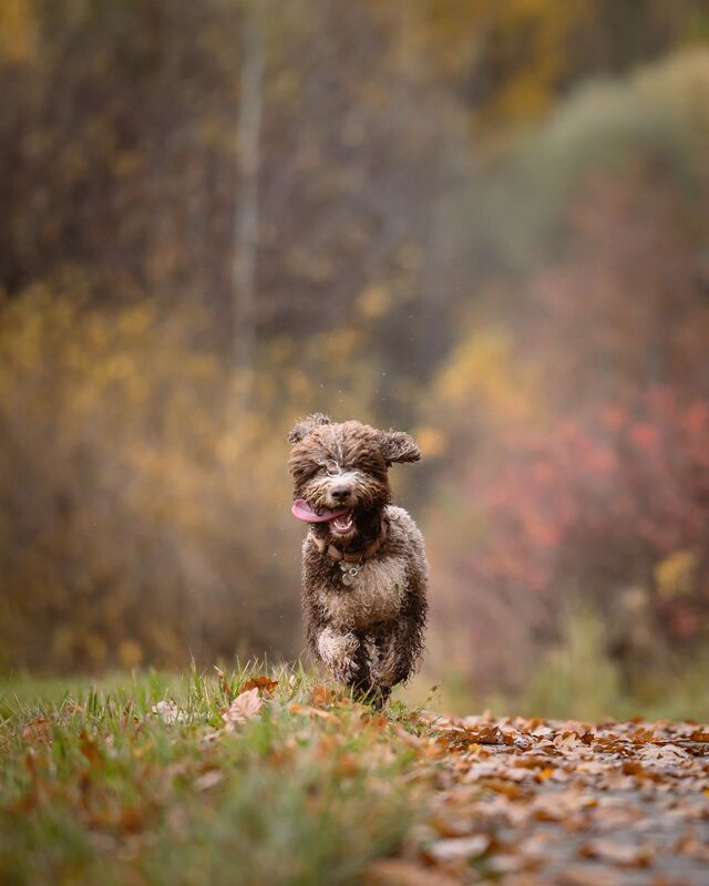 Joe фото превью