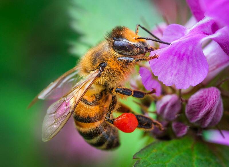 Медоносная пчела фото превью