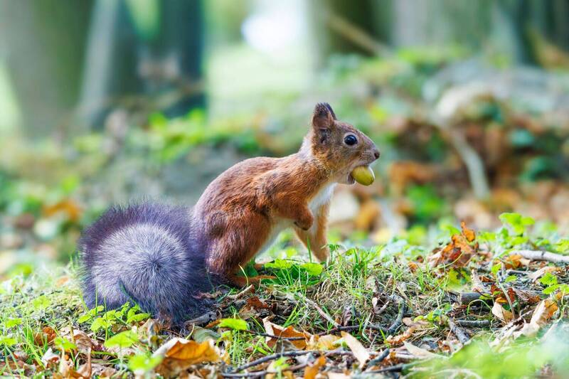 Белка  фото превью
