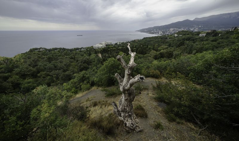 Россия, Крым, Ялта, Массандровский парк Контрасты природы фото превью