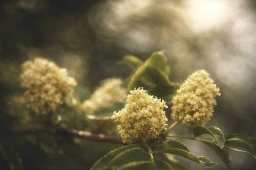 Бузина цветёт